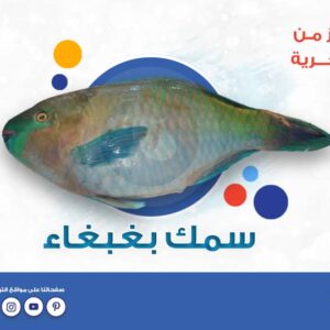 سمك بغبغاء